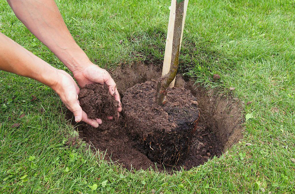 Improving The Quality of Your Soil to Protect and Nourish Your Trees