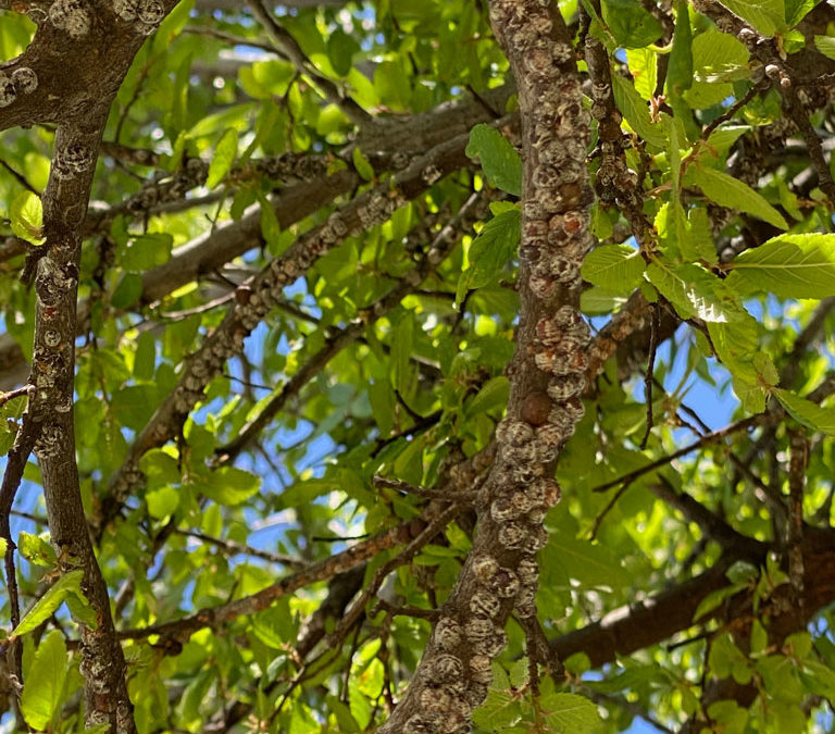 How To Get Rid of Scale Insects On Your Trees