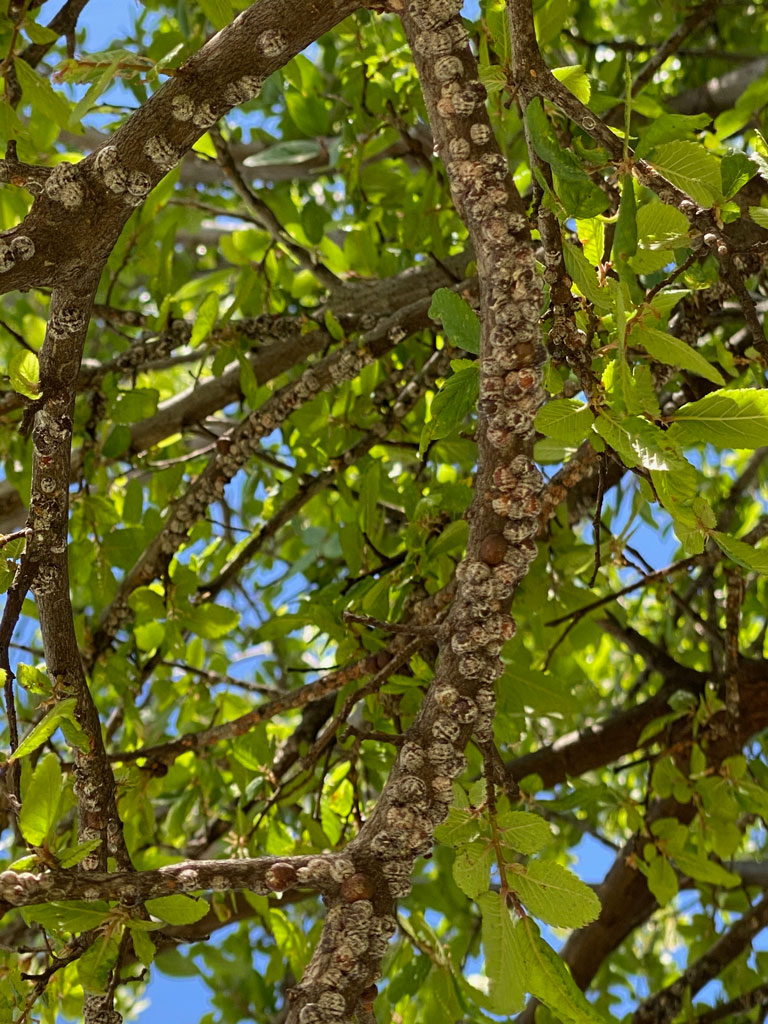 How To Get Rid of Scale Insects On Your Trees