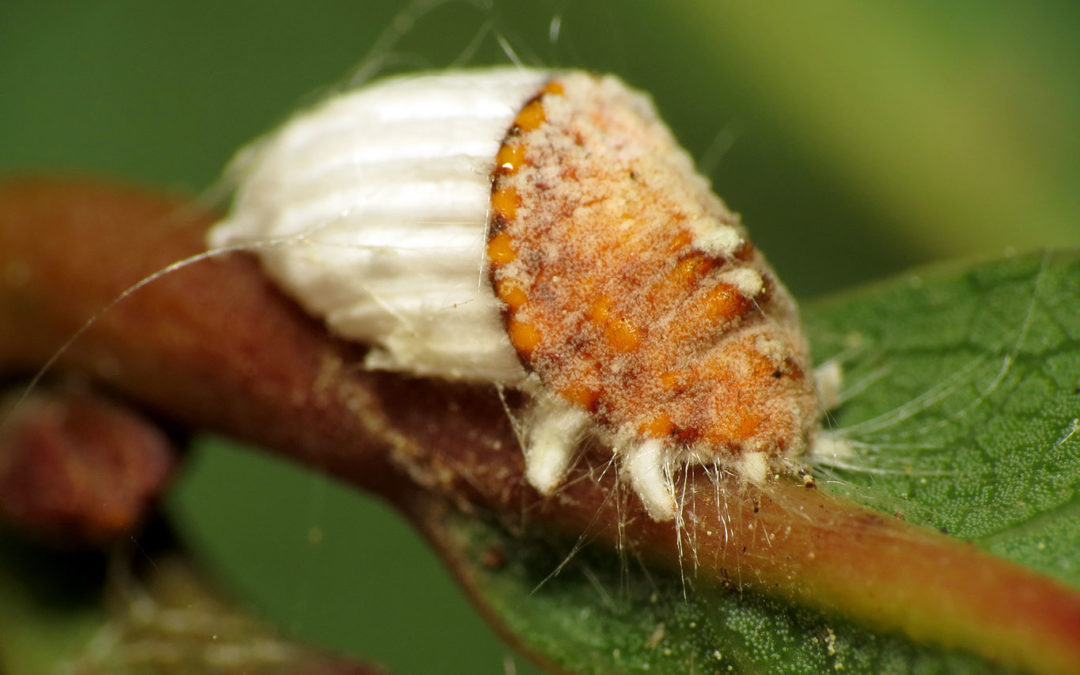 Scale Insects Could Be Slowly Killing Your Trees