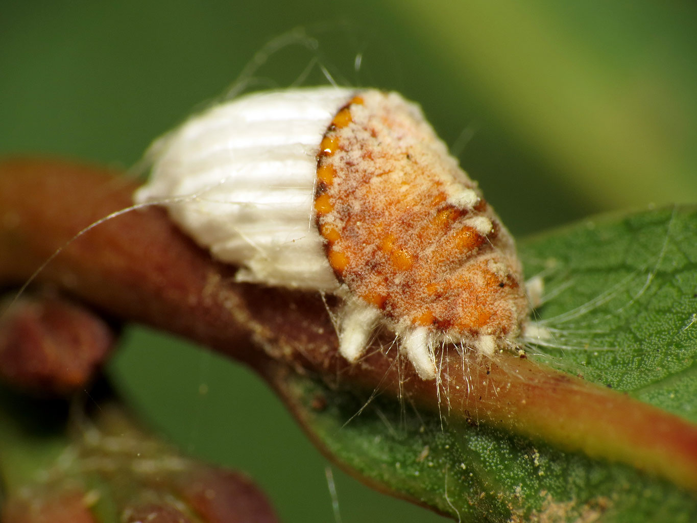 Scale Insects Could Be Slowly Killing Your Trees