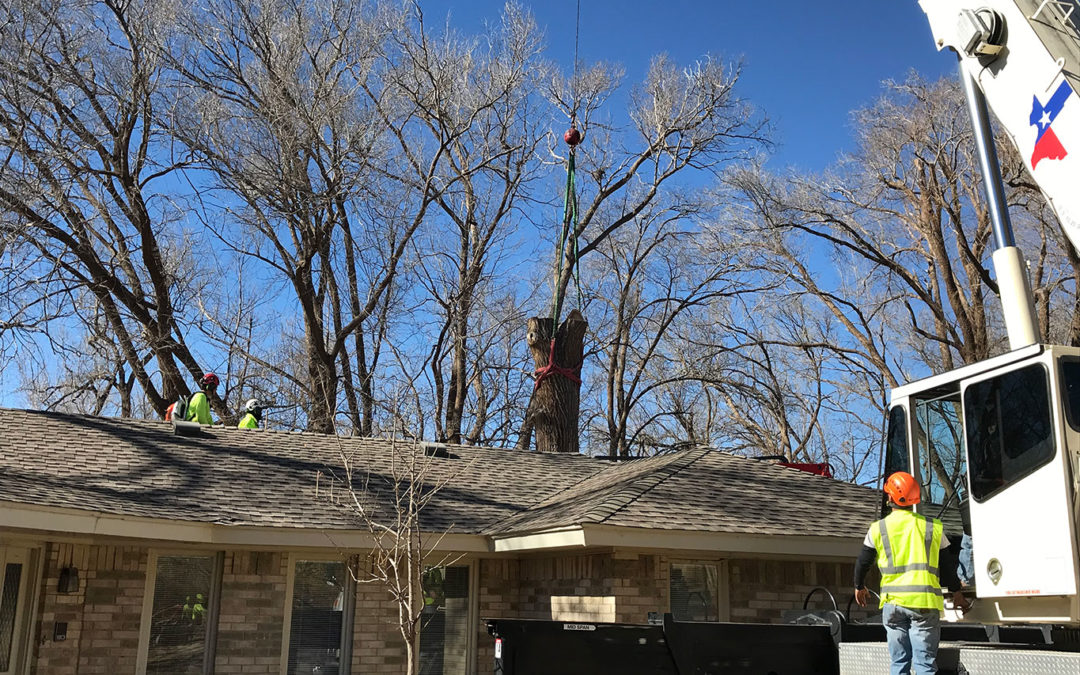 7 Signs It Might Be Time To Remove Your Tree