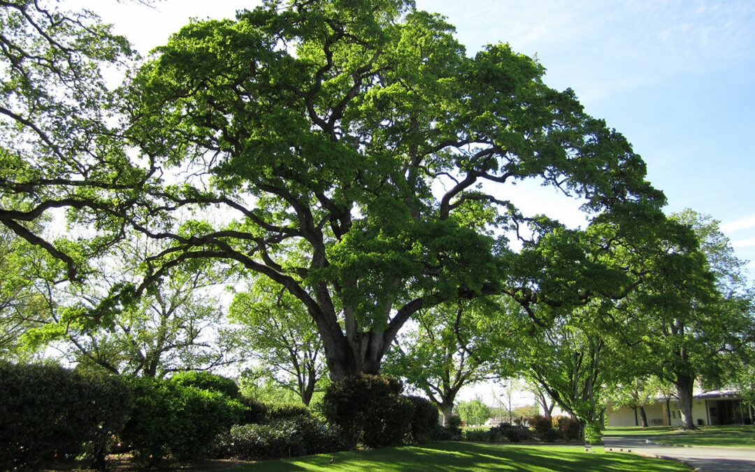 Fertilize Seasonally If You Want Strong Trees