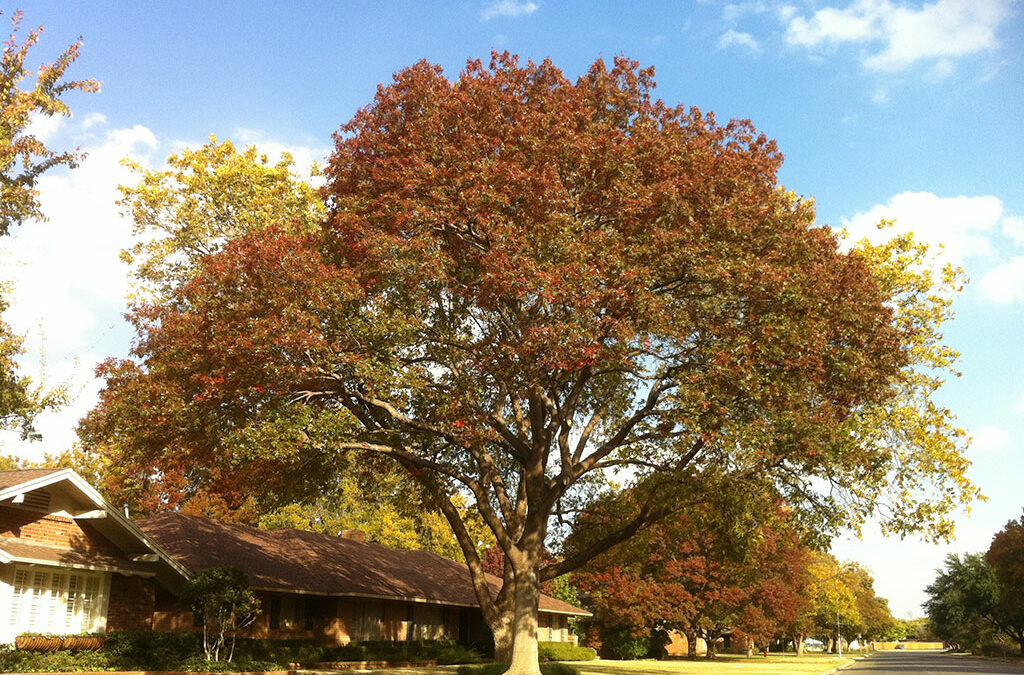 The Top Fall Maintenance Tips for Your Trees