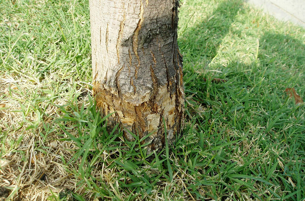 Most Common Tree Mistakes In West Texas