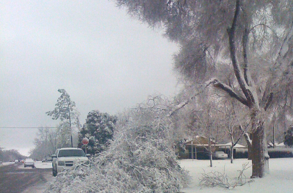 Winter Injury May Be Apparent In Trees This Spring