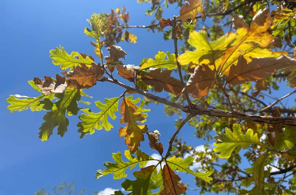 Common Issues That May Impact Your Trees This Summer