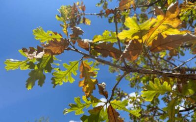 Common Issues That May Impact Your Trees This Summer