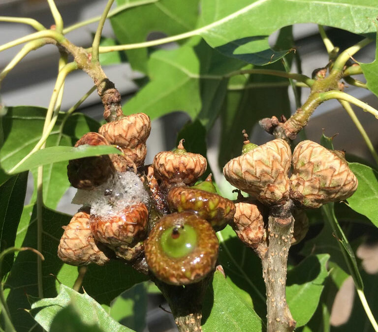 Drippy Nut Disease and Obscure Scale Affecting Texas Trees This Summer