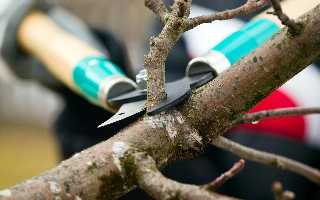 DIY Tree Trimming Is Not Worth The Risk