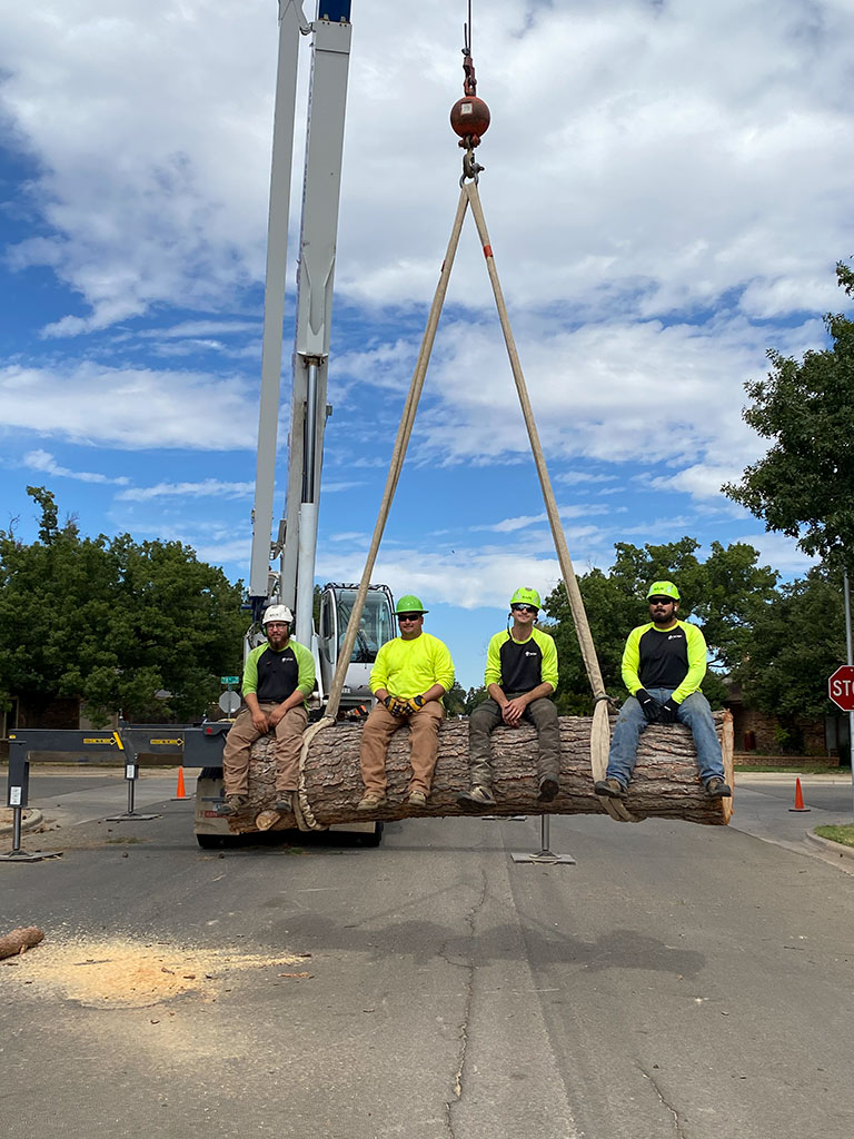 Tree Removal Lubbock TX Hildebrandt Tree Service, Arborist