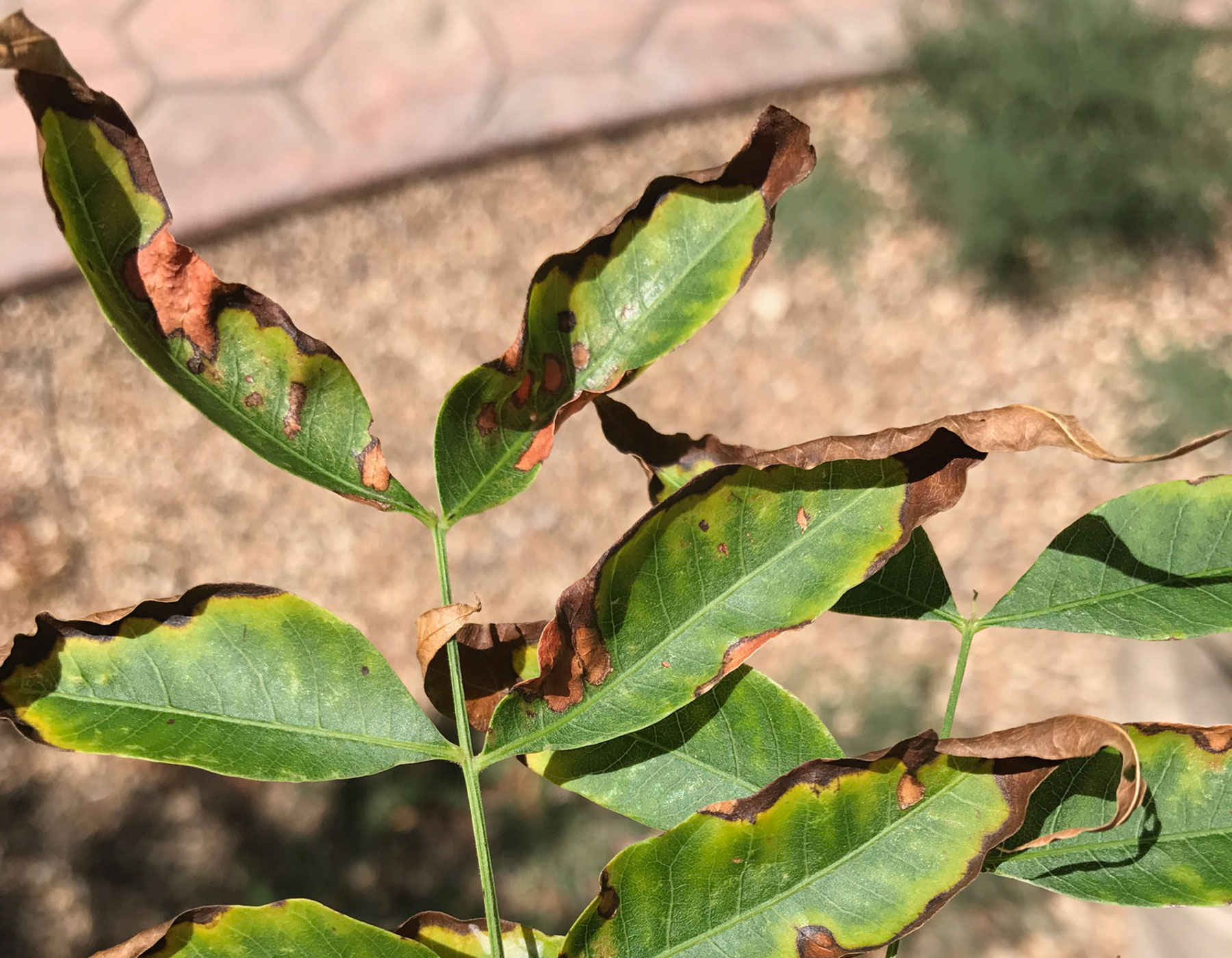 The Essential Fall Tree Care Checklist - SavATree & Hildebrandt Tree Tech