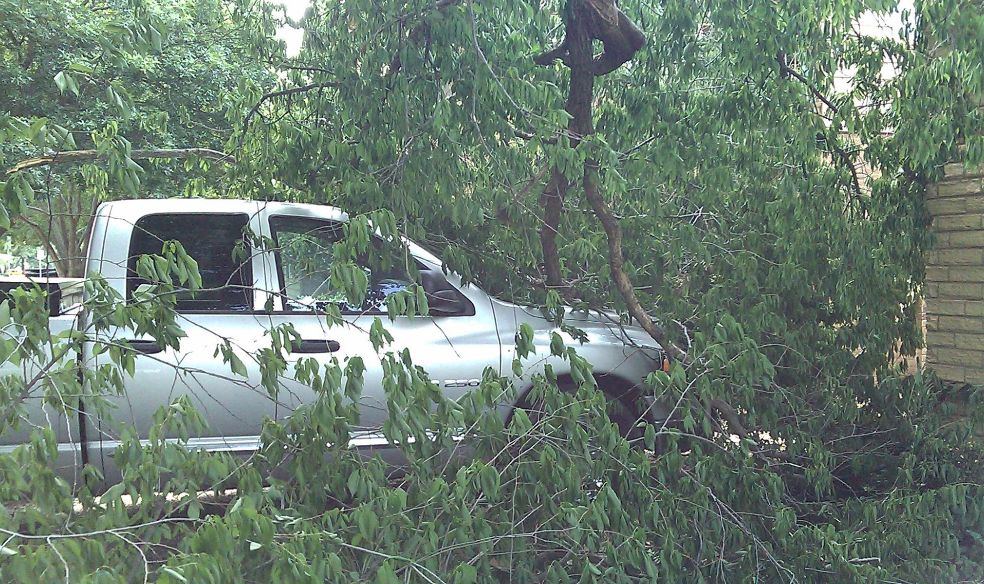 Weather the Storm: Essential Tips for Protecting Your Trees from High Winds in Lubbock, TX